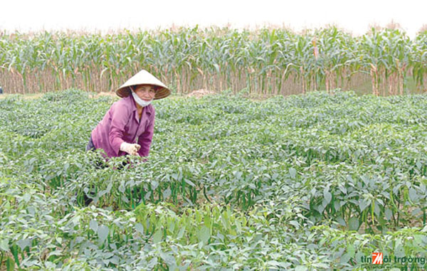 Việc[-]chuyển[-]đổi[-]cơ[-]cấu[-]cây[-]trồng[-]tại[-]nhiều[-]địa[-]phương[-]trên[-]cả[-]nước[-]đang[-]gặp[-]một[-]số[-]khó[-]khăn[-]-Ảnh[-]minh[-]họa:[-]TL-cpeco.vn